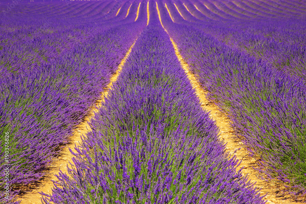 Obraz premium Lavender field. Violet fragrant lavender flowers.