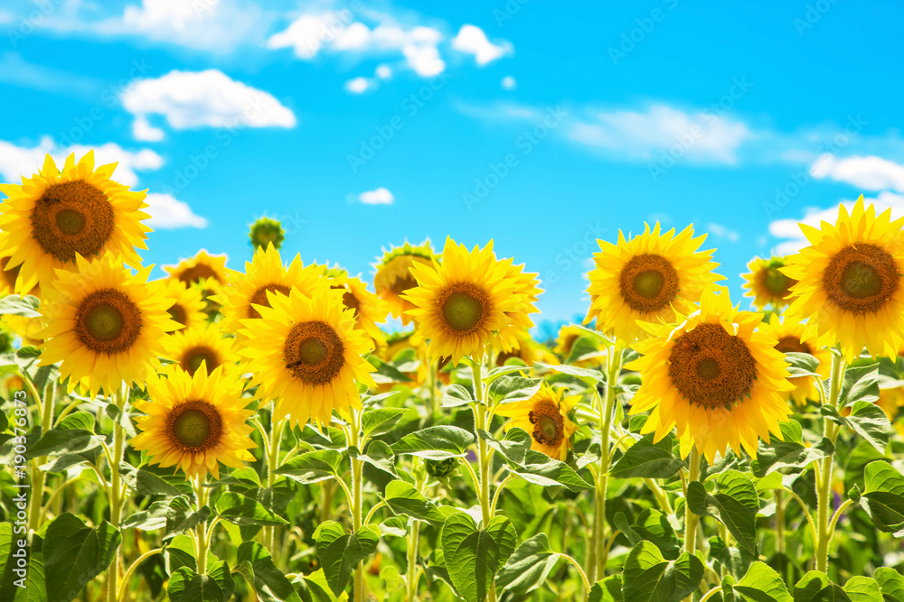 Yellow bright sunflower flowers against the blue sky. Yellow bright sunflower flowers against the blue sky.