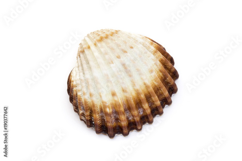 large seashell of sea mollusks