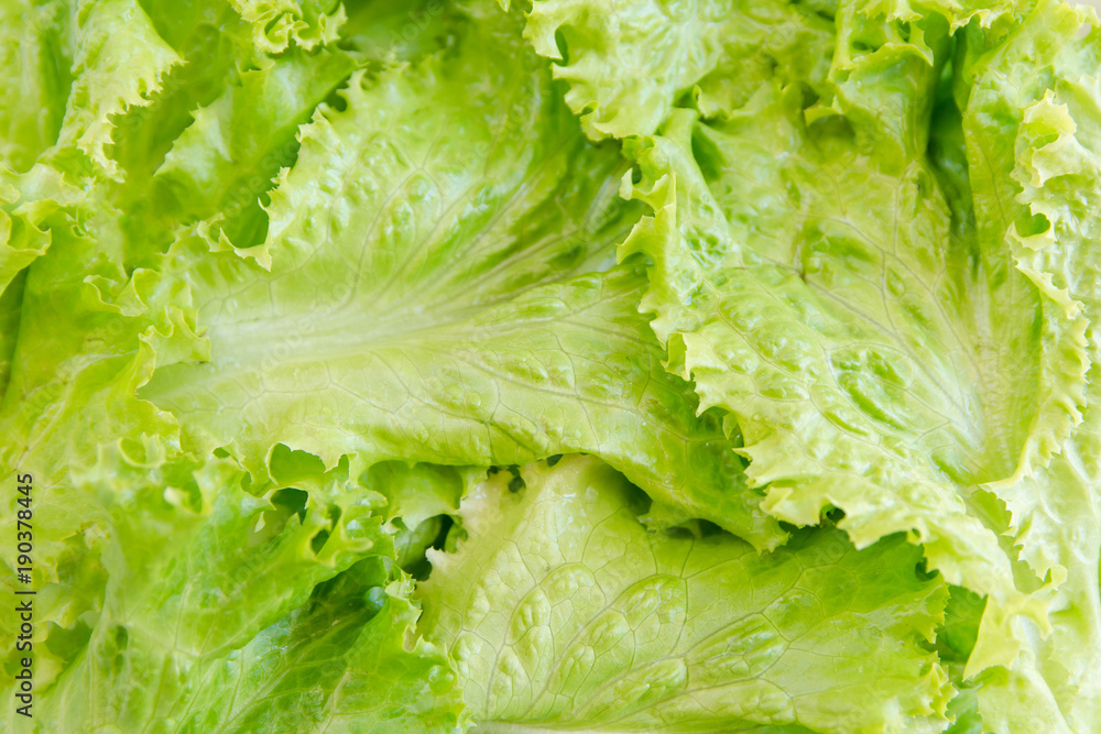 Salad leaf. Lettuce background. vegetables background Salad leaf. Lettuce background. vegetables background