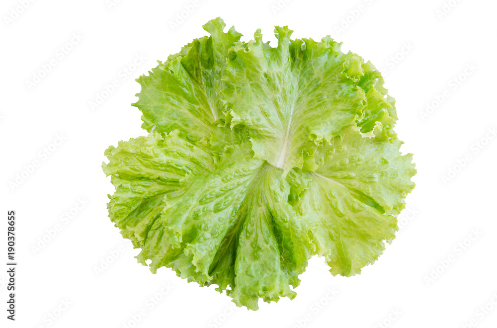 Salad leaf. Lettuce isolated on white background. with clipping path Salad leaf. Lettuce isolated on white background. with clipping path