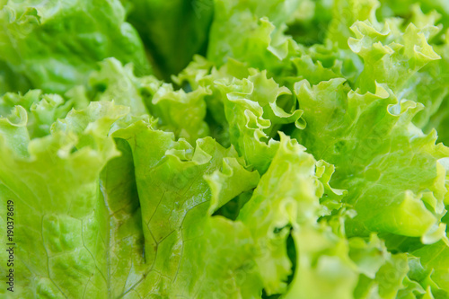 Salad leaf. Lettuce background. vegetables background