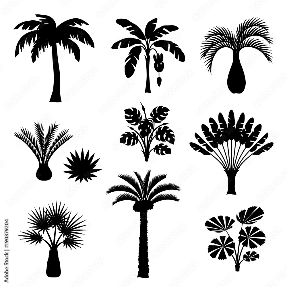 Obraz premium Zestaw tropikalnych palm. Egzotyczne rośliny tropikalne Ilustracja natury dżungli