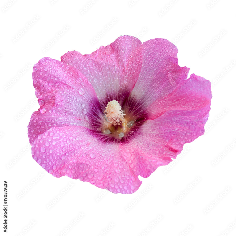 Mallow in dew.Flower isolated on a white background.