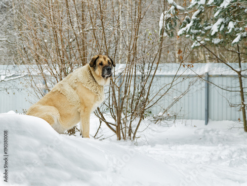 big dog sitting in the snow among the snowdrifts © sergey makarenko