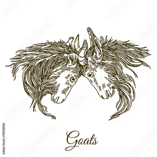 Farm animal goat. Two goats butt. Engraving style. Vector illustration.