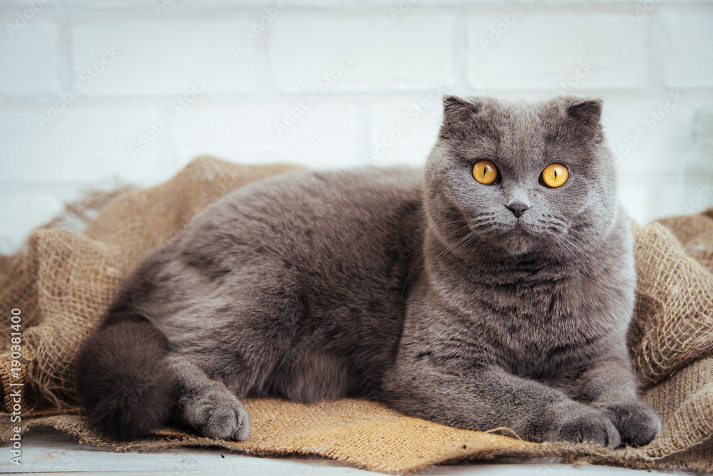 lovely blue scottish fold cat with golden eyes on burlap background. - obrazy, fototapety, plakaty 
