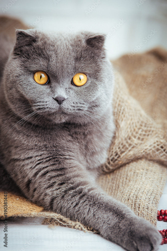 lovely blue scottish fold cat with golden eyes on burlap background.