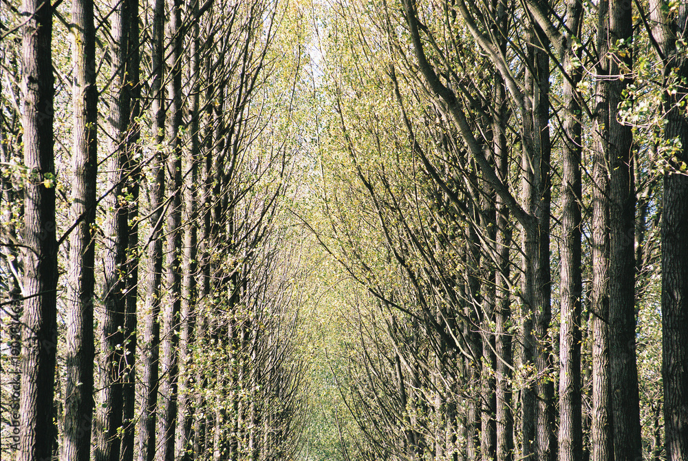 Obraz premium forest wood woodland trees