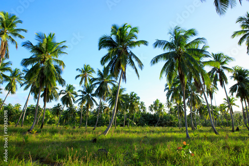 plantation of palm trees on a tropical island photo