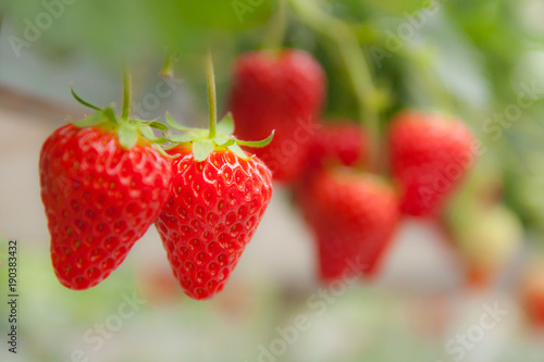 strawberry