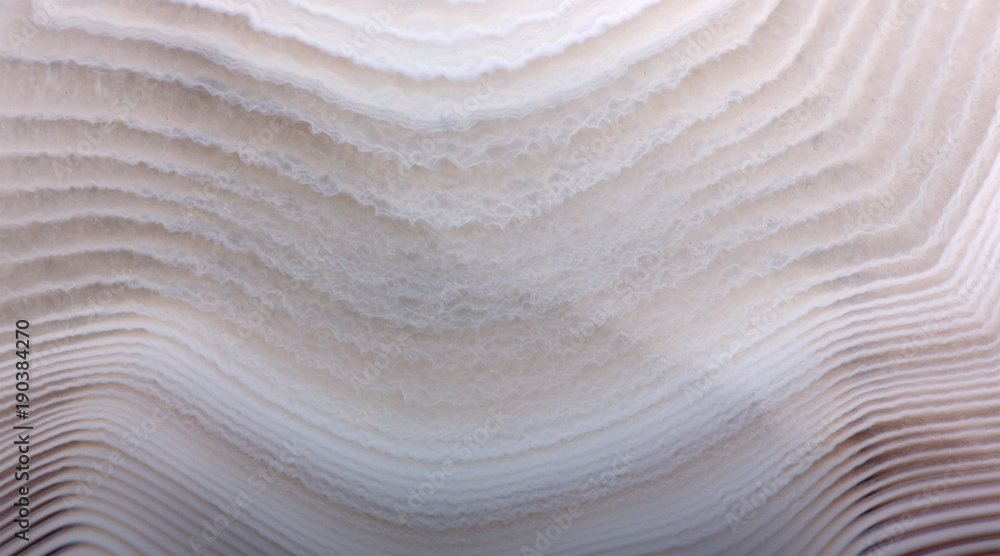 Obraz premium light agate curved lines texture macro