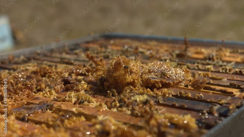 Swarm of Bees Crawling on Beehive and Honeycomb. Close Up with Camera move Swarm of Bees Crawling on Beehive and Honeycomb. Close Up with Camera move