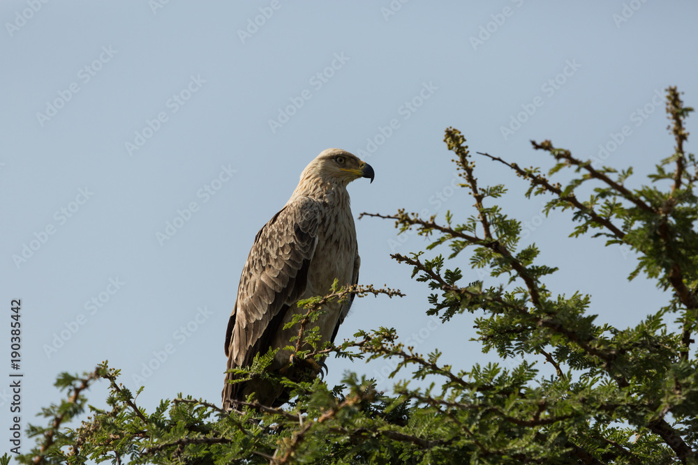 tawny eagle in a tree, Maasai Mara, Kenya tawny eagle in a tree, Maasai Mara, Kenya