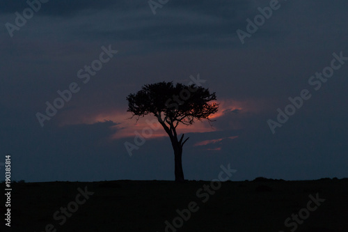 a single tree against a sunset in the Maasai Mara  Kenya