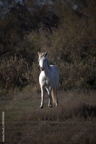 Fototapeta Naklejka Na Ścianę i Meble -  Francia,Camargue, Saintes-Maries-de-la-Mer, cavalli in libertà nella campagna.