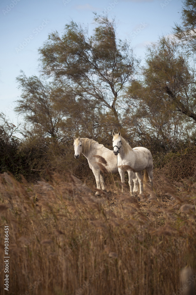 Francia,Camargue, Saintes-Maries-de-la-Mer, cavalli in libertà nella campagna. Francia,Camargue, Saintes-Maries-de-la-Mer, cavalli in libertà nella campagna.