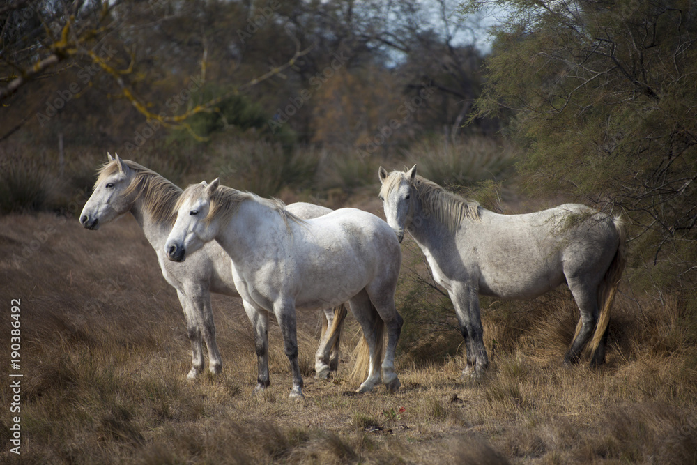 Francia,Camargue, Saintes-Maries-de-la-Mer, cavalli in libertà nella campagna.