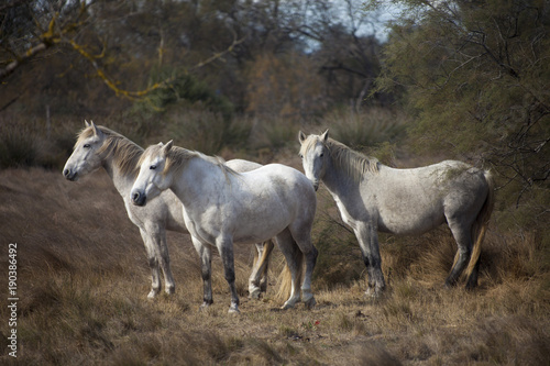Francia,Camargue, Saintes-Maries-de-la-Mer, cavalli in libertà nella campagna.