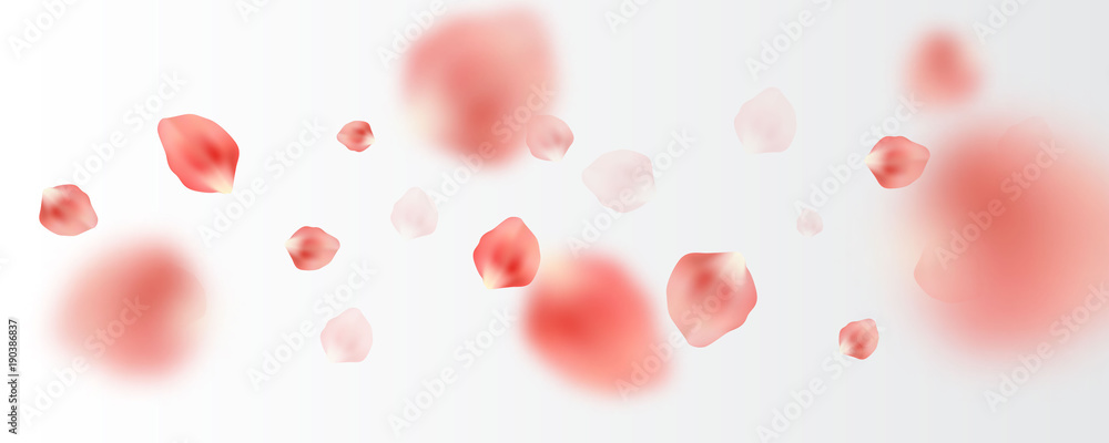 Sakura tender pink petals randomly flying in the air, wide vector illustration. Realistic petals floated on white background.