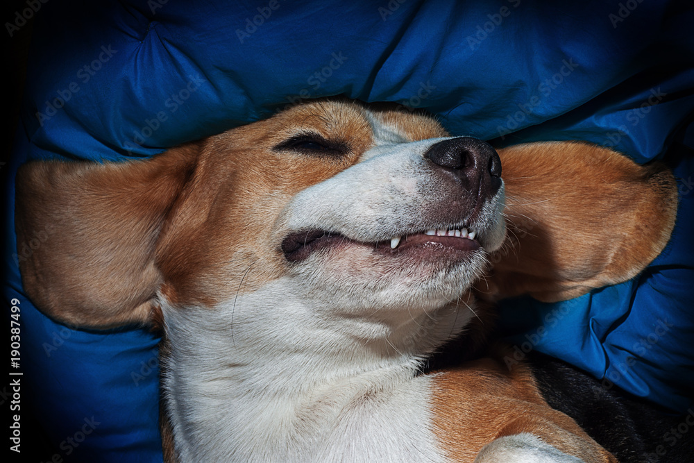 Funny happy and satisfied dog (beagle) sleeping upside down on a blue pillow