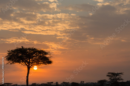 lone tree silhouetted against the sky at sunrise, Maasai Mara, Kenya