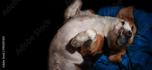Funny happy and satisfied dog  beagle  sleeping upside down on a blue pillow