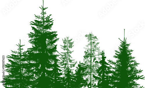 fir trees green group isolated on white