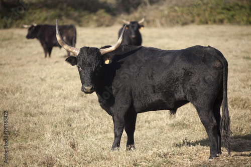 Francia,Camargue, Saintes-Maries-de-la-Mer,allevamento di tori, in libertà, nella campagna.