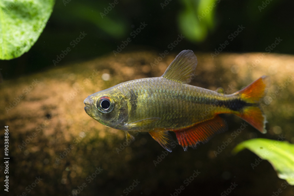 Aquarium fish tetra diamond. Aquarium fish tetra diamond.