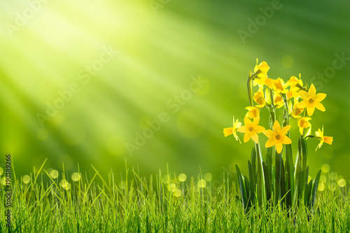 Fototapeta Naklejka Na Ścianę i Meble -  osterglocken auf der frühlingswiese