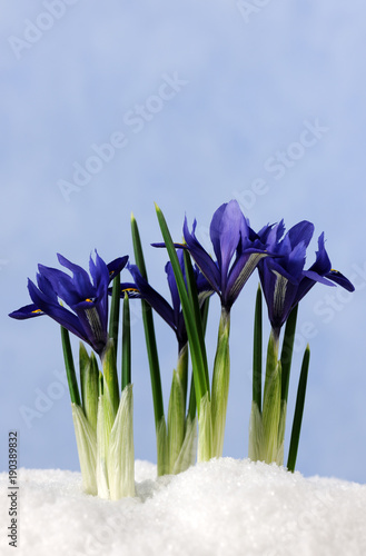 Fototapeta Naklejka Na Ścianę i Meble -  first flowers