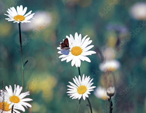 beautiful little butterfly sitting on a Daisy flower on a summer solar meadow