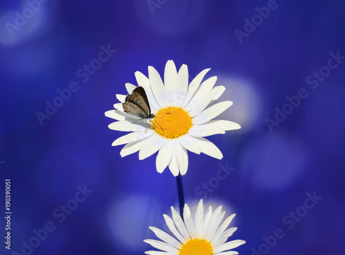 beautiful little butterfly sitting on a flower of white Daisy in a meadow
