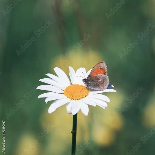 beautiful little butterfly sitting on a Daisy flower on a summer meadow