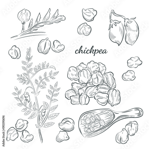 Chickpea plant hand drawn illustration. Peas, pods and blooming sketches. Scoop for chickpeas isolated on white background.