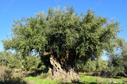 ANCIENT OLIVE TREE - GREECE