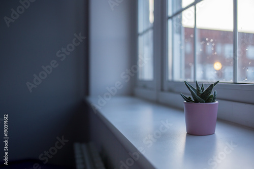 Fototapeta Naklejka Na Ścianę i Meble -  Minimalist cactus on the window frame in dark room on a rainy day
