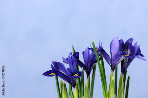 Fototapeta Naklejka Na Ścianę i Meble -  beautiful blue irises