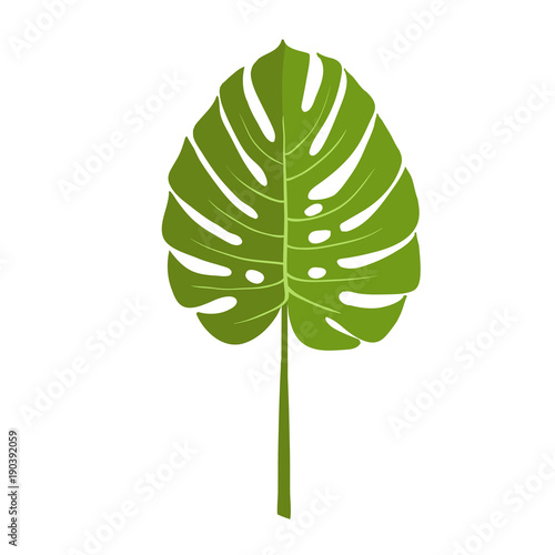 Green plant leaf, monstera. Isolated vector illustration on white background.
