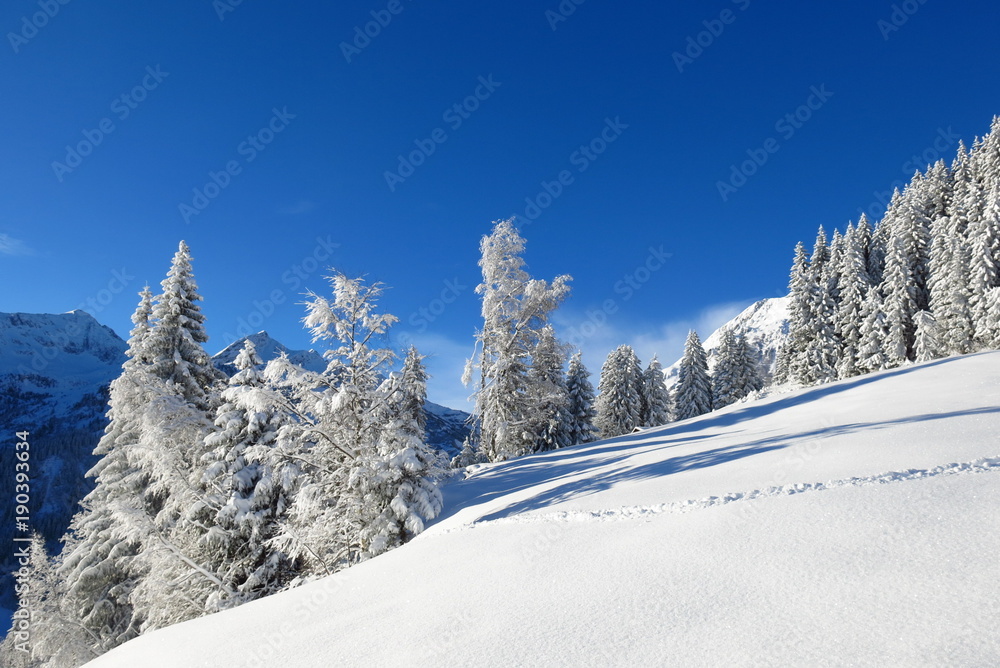 Arbres des Alpes sous la neige