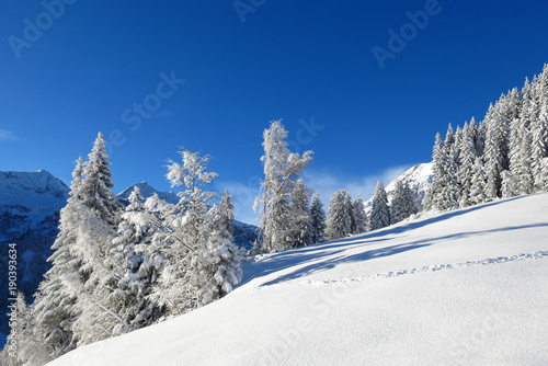 Arbres des Alpes sous la neige © Ourson+