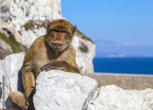 Gibraltar monkey