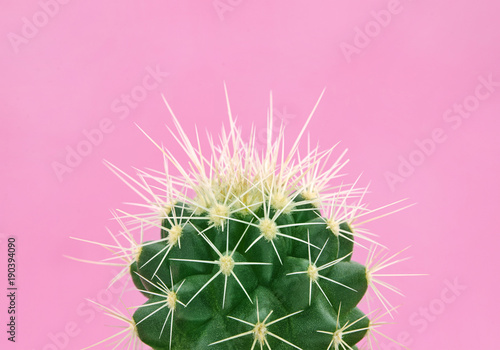 Fotografering Tropical fashion cactus on pink paper background