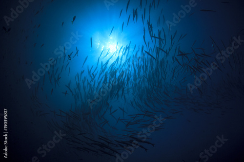 Fish in ocean. Chevron Barracuda shoal