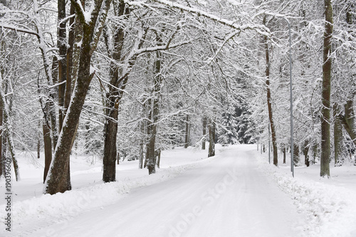 Natural background. Winter landscape. A trees in the snow. © Raimonds Kalva