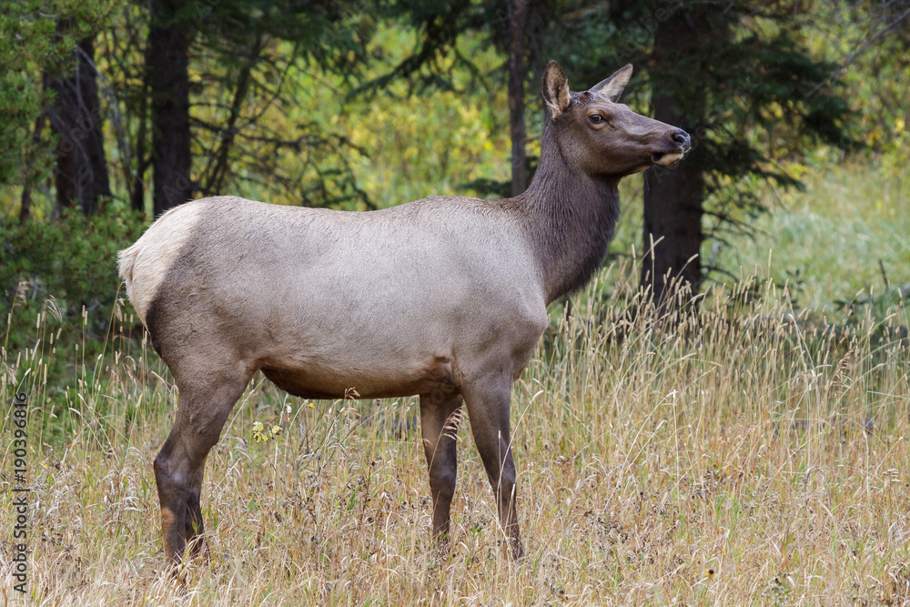 Obraz premium Elk of The Colorado Rocky Mountains