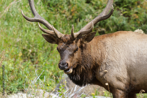 Fototapeta Naklejka Na Ścianę i Meble -  Elk of The Colorado Rocky Mountains