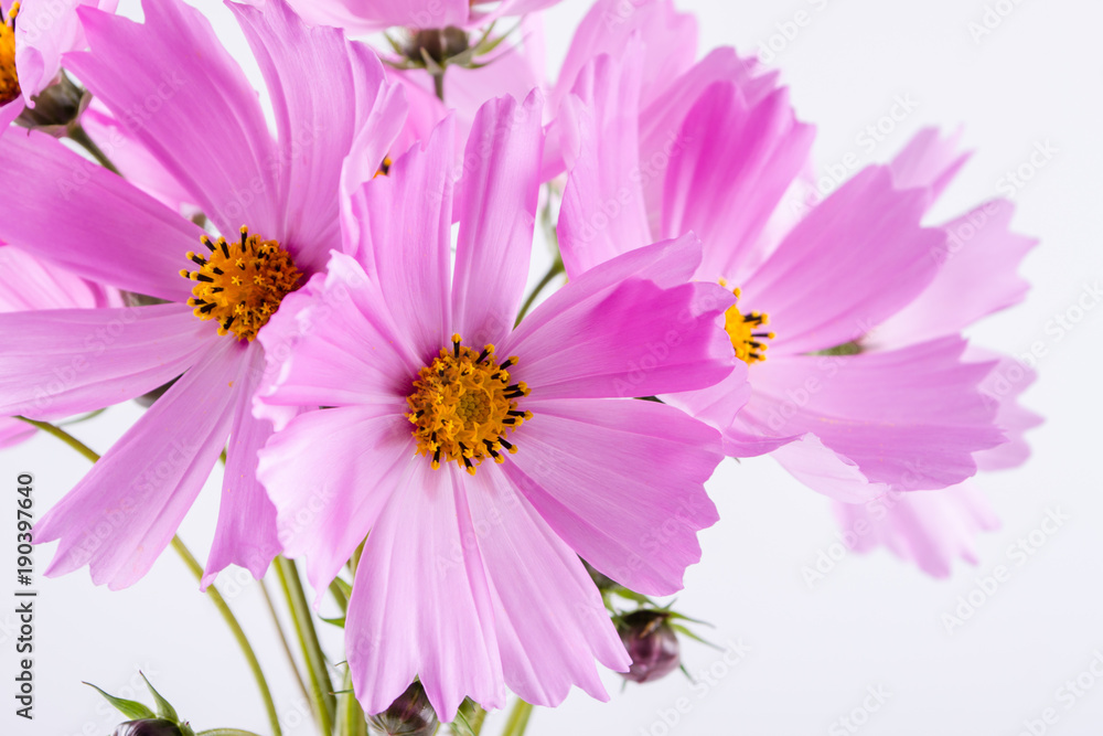 Summer flower pattern. Delicate  cosmos pink flowers on white background