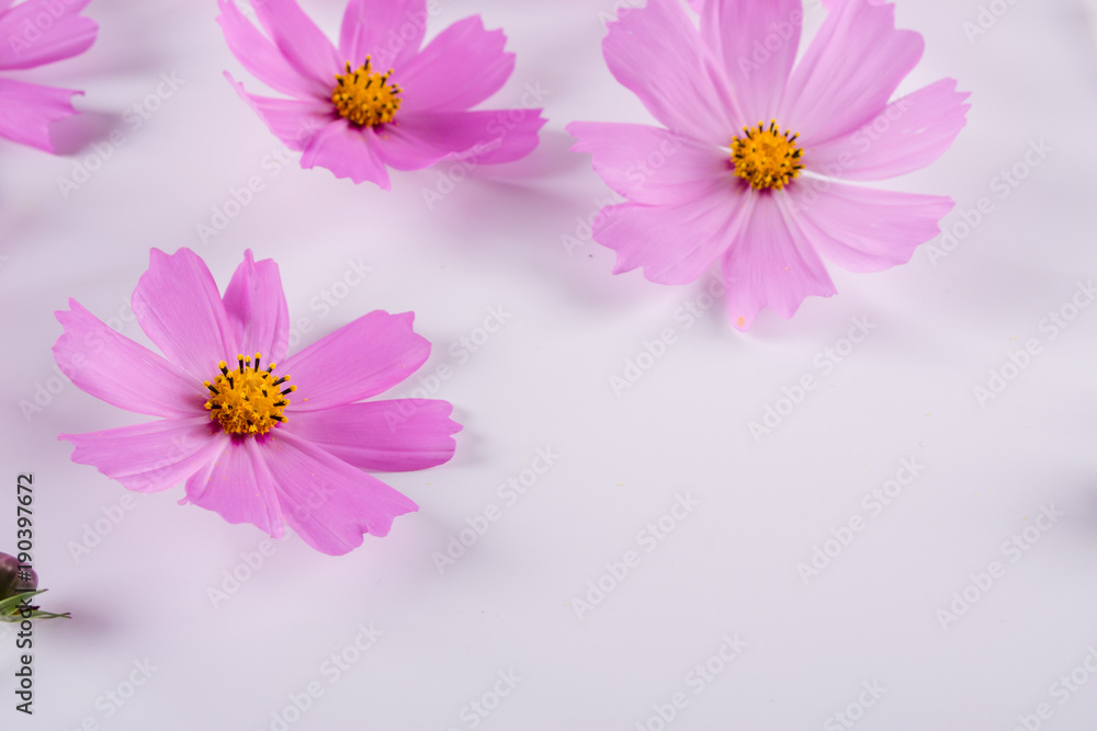 Summer flower pattern. Delicate cosmos pink flowers on white background Summer flower pattern. Delicate cosmos pink flowers on white background